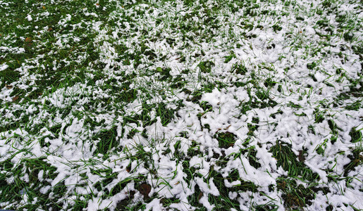 绿草上的第一场雪图片