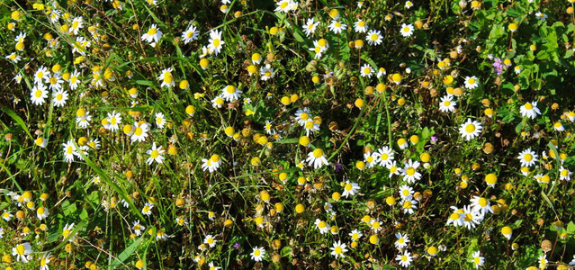 花在草地上的白米花占支配地位的甘米花图片