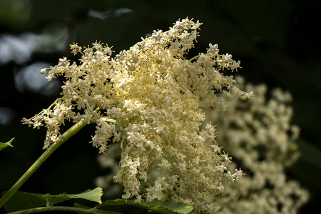 长莓Sambucusnigra鲜花食图片