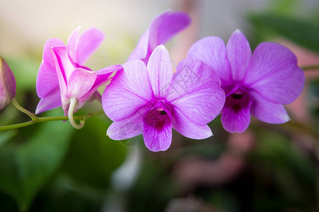美丽的紫色兰花在图片