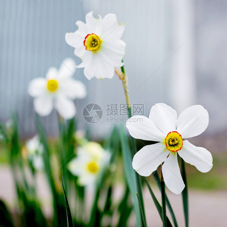 花园里盛开的白水仙春天的花朵图片