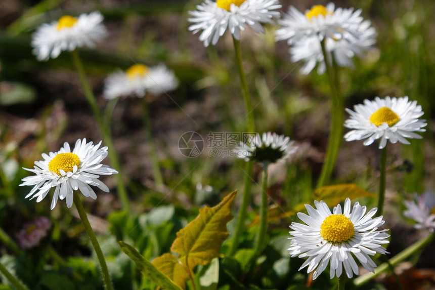 花园里的白色雏菊图片