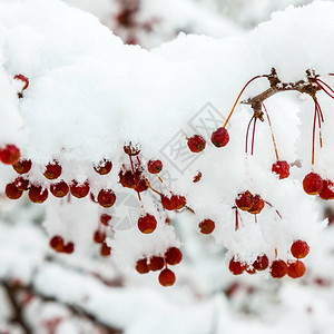 雪中树枝上的红莓在花园的冬天图片