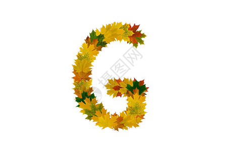 秋叶的G信白背景上隔绝着绿叶黄叶和图片