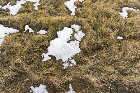 黄枯草上的第一场雪背景图片
