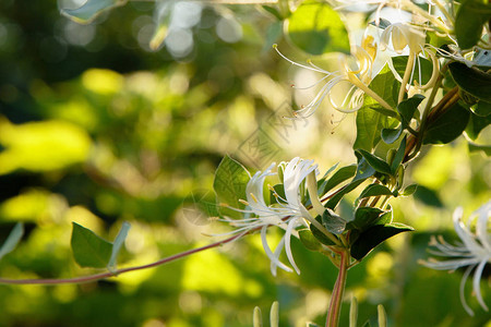 白色Lonicerajaponica过叶酸蜜质花朵花园中的和硅或日本图片