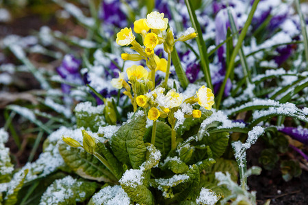初雪盛开的花朵图片
