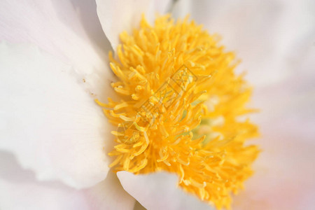 白色背景的黄晶菊花朵Crysant图片