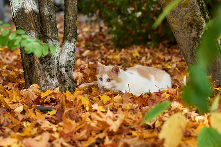 棕色可爱猫在秋天花园里棕色猫在图片