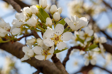 春暖花开的梨树图片
