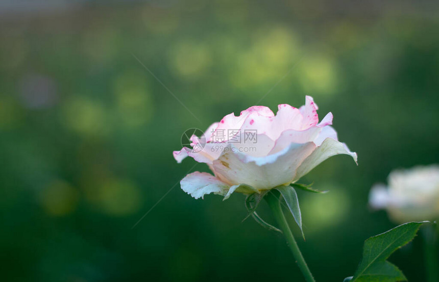 花园里甜美的粉色和黄色玫瑰枝图片