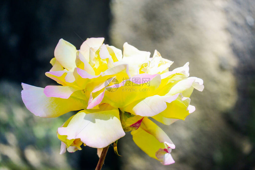 英国花园里美丽的黄玫瑰花图片