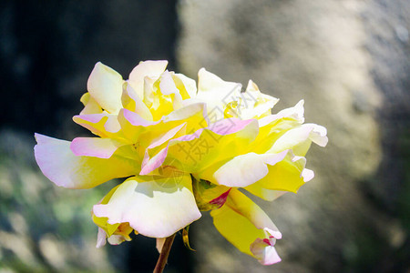 英国花园里美丽的黄玫瑰花背景图片