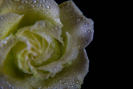 白色玫瑰花瓣上有水分滴黑暗背景上有图片