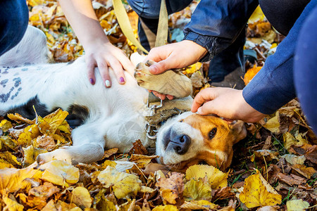 这只小狗养着一只爱沙尼亚猎犬图片
