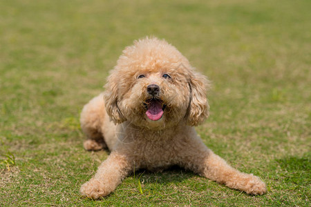 躺在绿色草坪上的狗贵宾犬图片