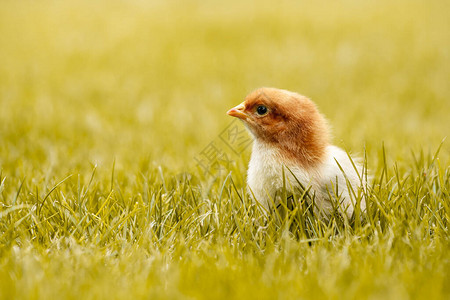 东婴儿鸡复制户外草坪或草地的空间背景在花园图片