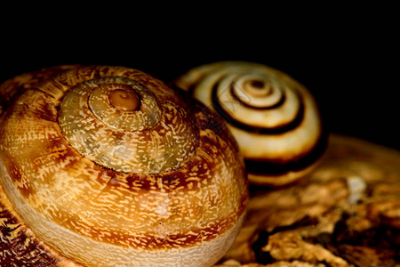 蜗牛壳自然的颜色和背景图片