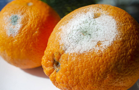 橙子水果上的霉柑橘焦糖浆图片