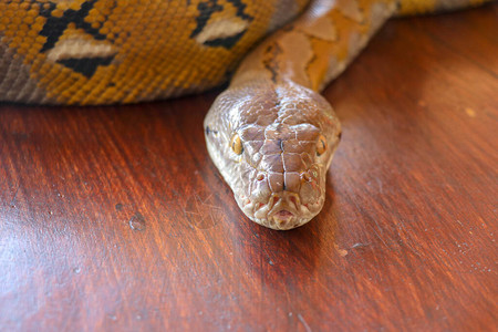 白化网纹蟒蛇的肖像美丽的爬行动物国际蛇日背景图片