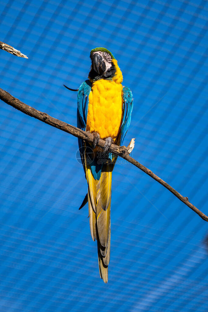 Araararauna也被称为蓝金刚鹦鹉图片
