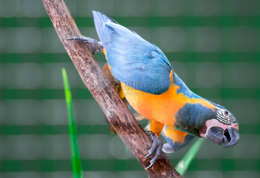 一只美丽的蓝黄金刚鹦鹉Araararauna图片