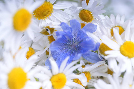 白色雏菊和蓝色野花图片