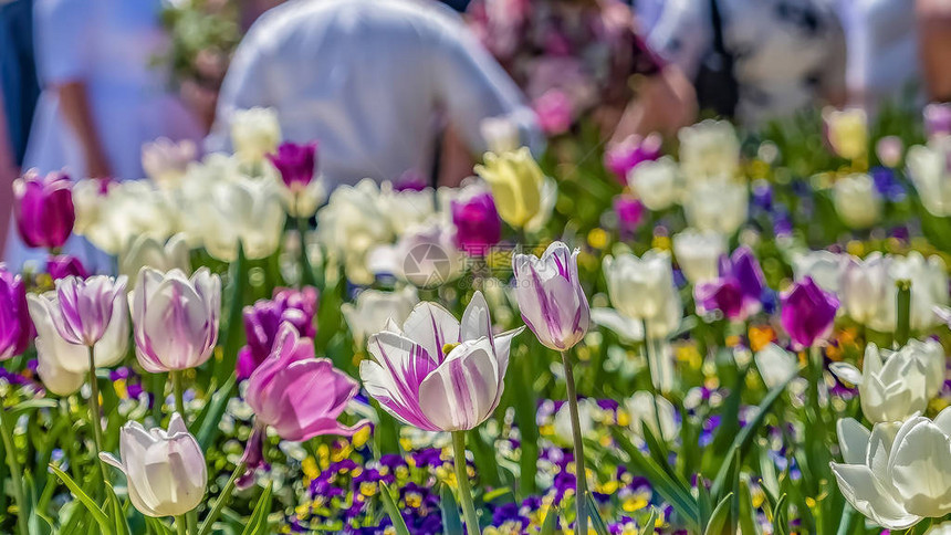 全景在春天的阳光下盛开的美丽的白色和紫色郁金香在背景中可以看到建筑物前的人在图片