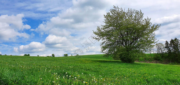 春天的花朵和绿树的夏天领域图片