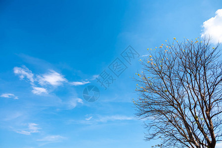 树伸向天空的图像从下到上查看图片
