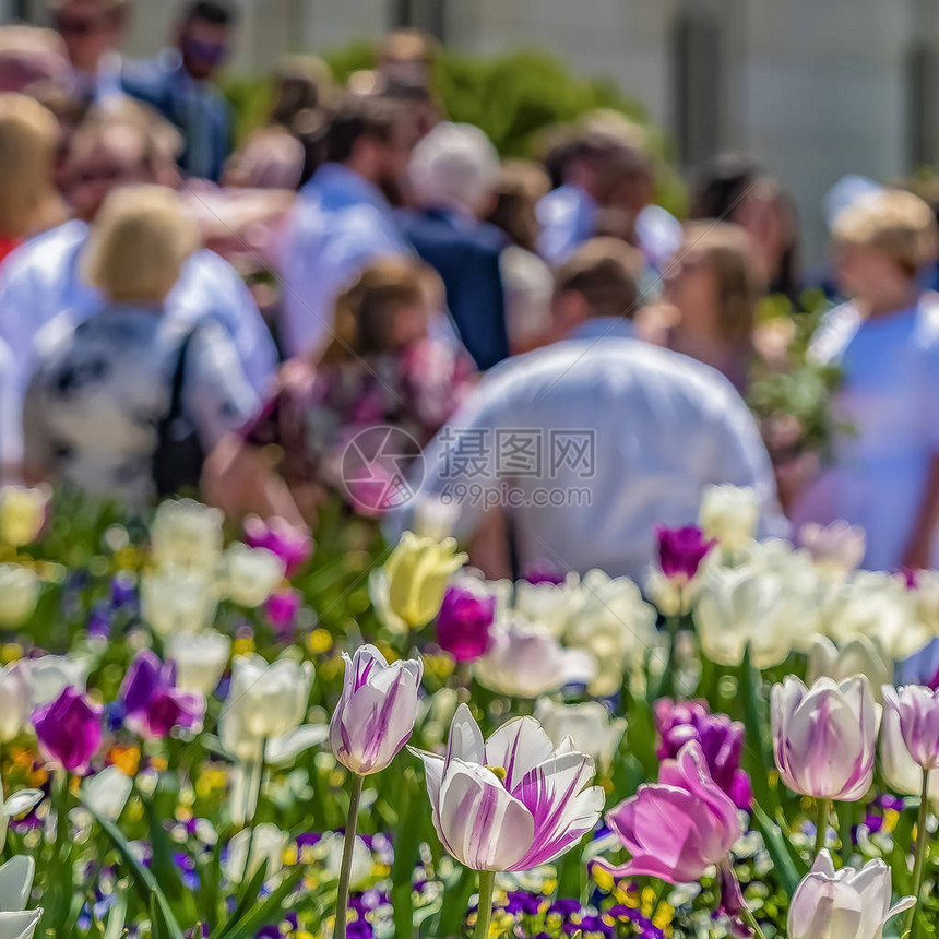 Square光彩夺目的白色和紫色郁金香在春天的阳光下盛开在背景中可以看到建筑物前的人在图片