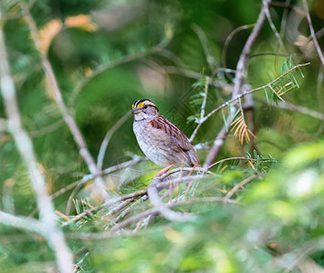 清脆的面部标记使白喉麻雀成为一种有吸引力的鸟类及其独特的歌声这些鸟在夏季筑巢时经常出没于加拿大魁北图片