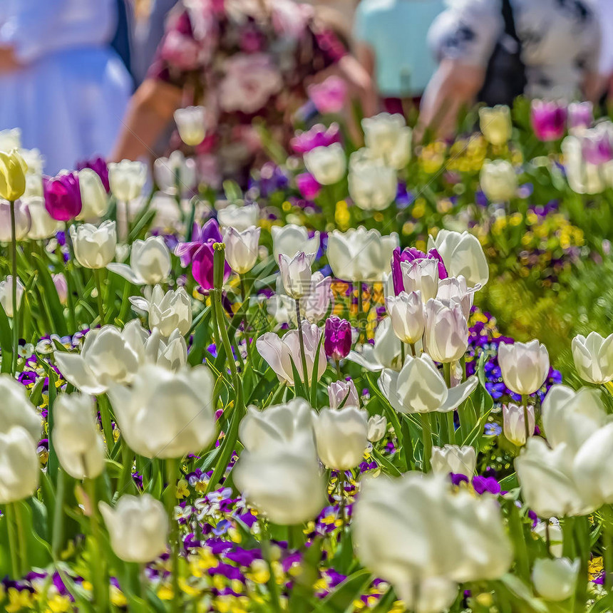 在春天阳光明媚的日子里盛开着五颜六色的花瓣的鲜花广场背景中可以看到图片