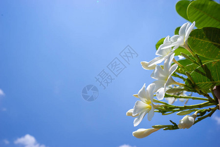 鸡蛋花是白黄的在蓝天的树上开花图片