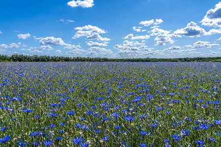 蓝天背景下的蓝色花朵矢车菊图片
