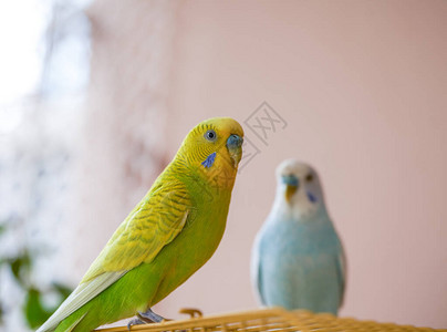 两个可爱的宠物鹦鹉黄绿色鹦鹉图片