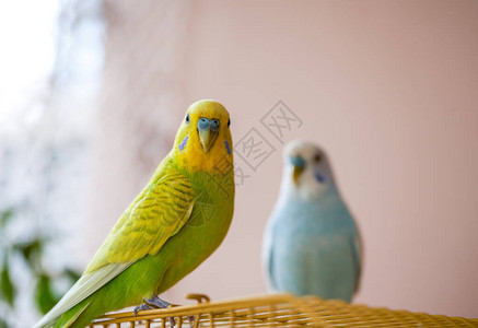 两个可爱的宠物鹦鹉黄绿色鹦鹉图片