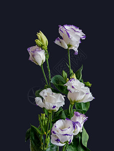 紫罗兰白色艳丽的草原龙胆花束宏图片