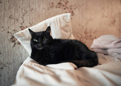 黑色宠物猫躺在床上的枕头上图片
