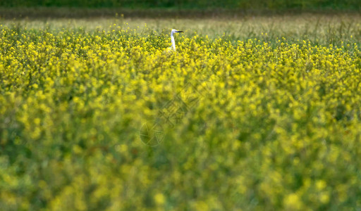 绿色自然和黄色花朵背景小鸟图片