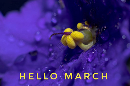 横幅你好三月图片与文字与鲜花合影带花的照片上的文字新的一个月春天图片