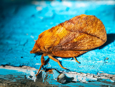 蓝色背景上棕色飞蛾的特写蛾类昆虫蝴蝶自然界中的昆图片