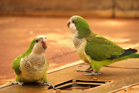 两只绿鸟饮用水图片