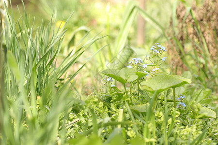 蓝色的小花就像美丽的绿色背景一样高清图片