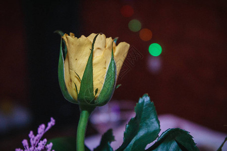 漂亮的黄玫瑰花图片