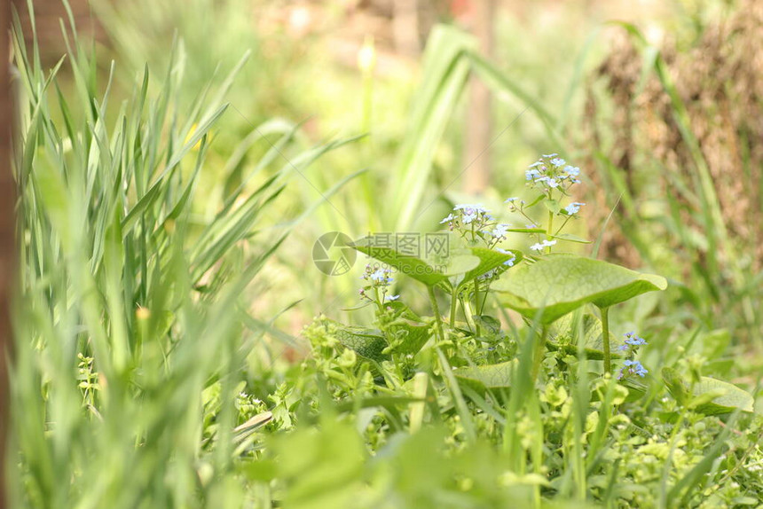 蓝色的小花就像美丽的绿色背景一样图片