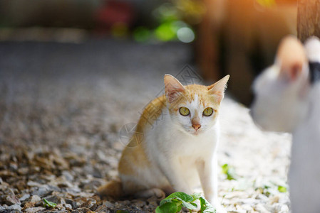 白色和橙色猫虎斑姜猫图片