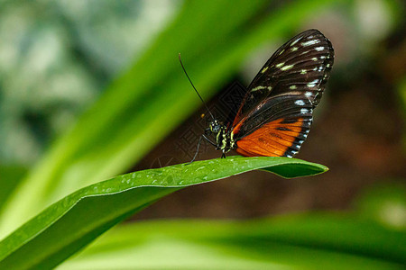 美丽的蝴蝶DanausChrysip图片