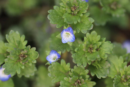 蓝色的小花就像美丽的绿色背景一样高清图片
