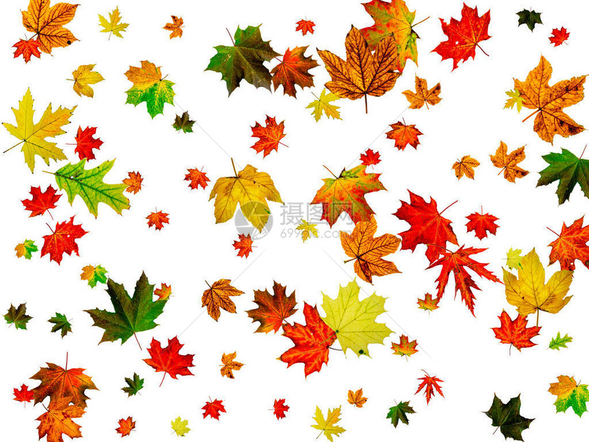 秋天的背景10月的秋天将白叶孤立起来图片